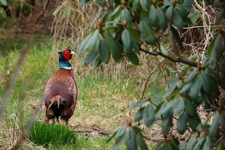 Animal world grass animal photo