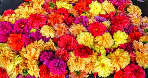 Heads scented sale