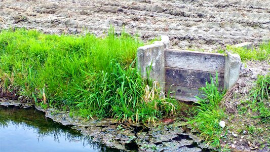 Summer plant dam