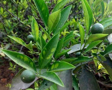 Food agriculture fruit