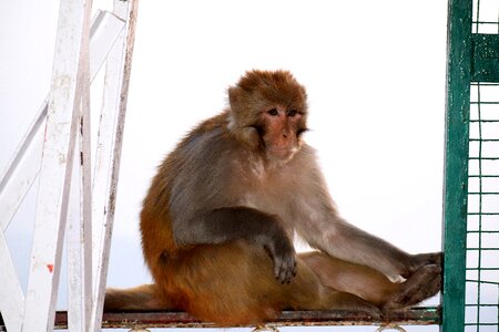 Primate cute sit photo