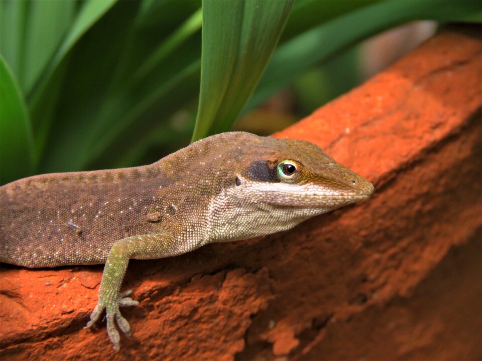 Wildlife animal