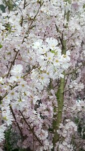 Branch flora season