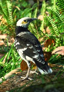 Nature wings animal