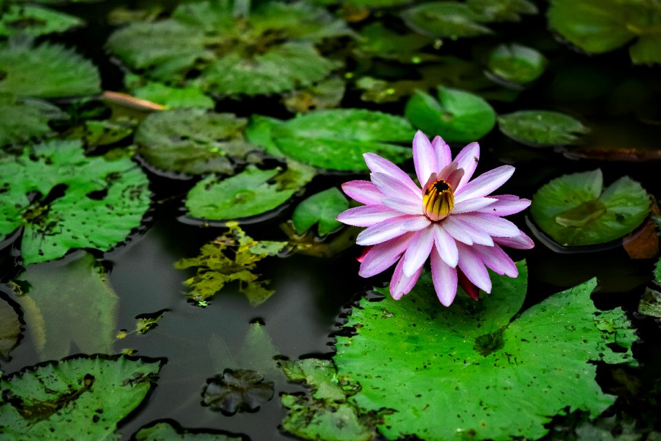 Status lilies my gun man Free photos