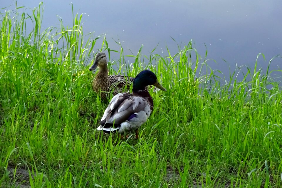Animals duck beak