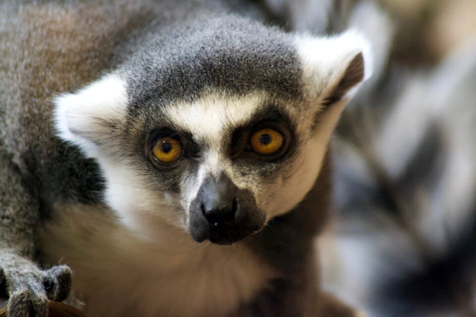 Animal world animal portrait