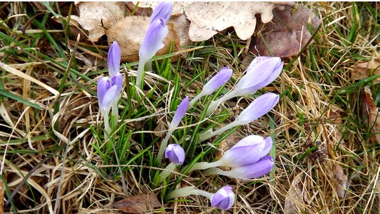 Season crocus flourishing