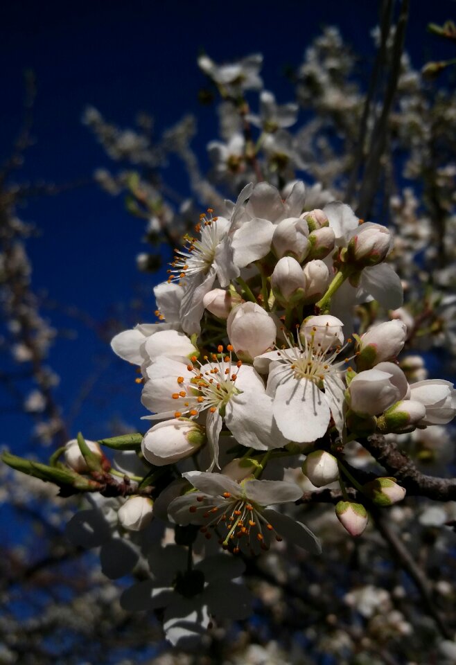 Tree cherry spring