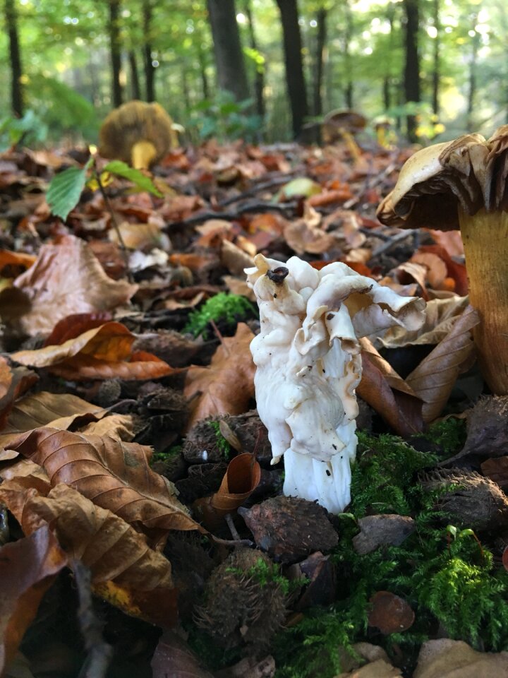 Autumn wood sheet