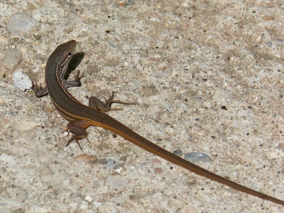 Lizard sargantana reptile