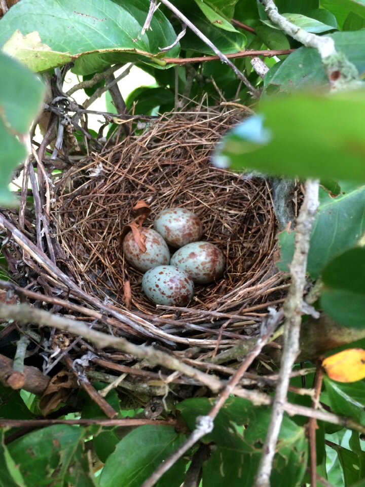 Bird eggs