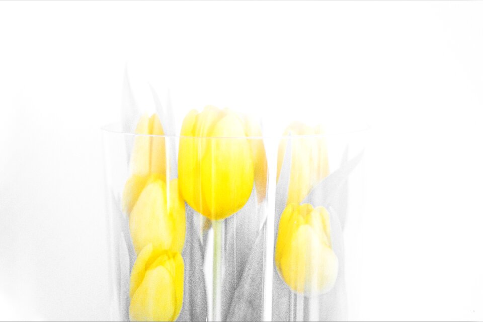 Background color plant