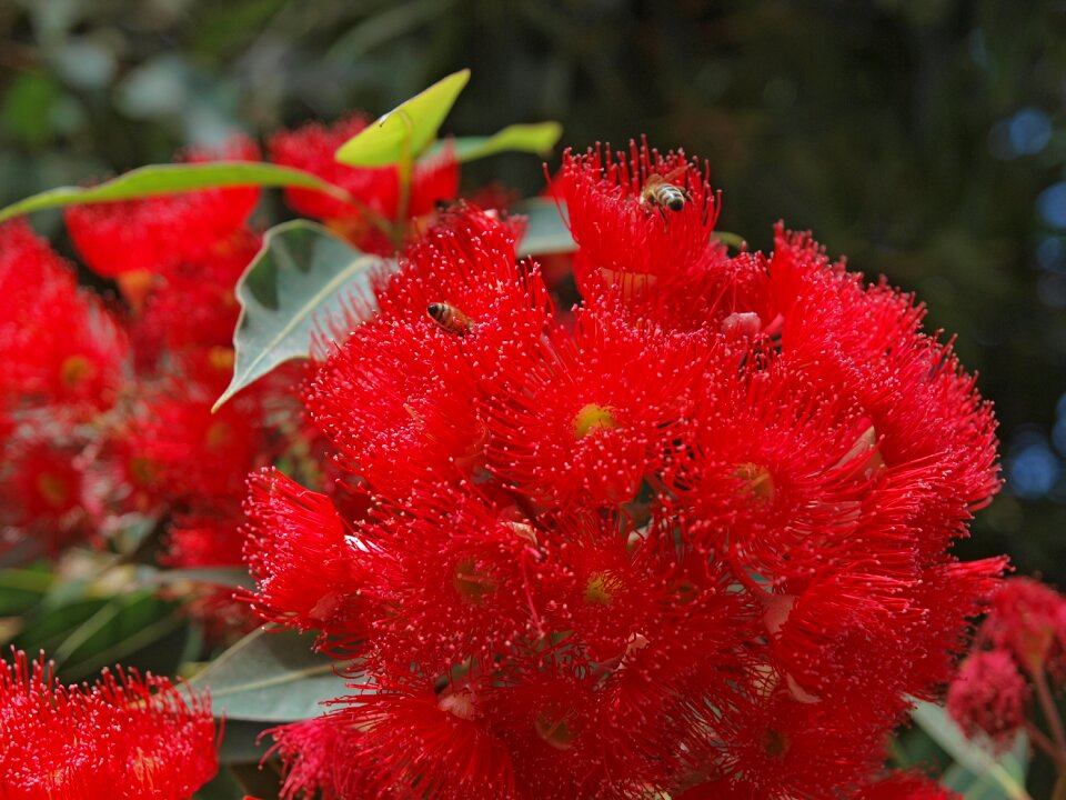 Garden summer flower
