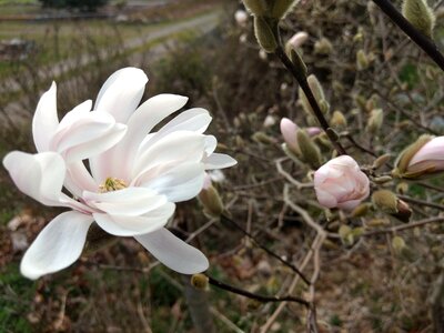 Magnolia season star magnolia photo