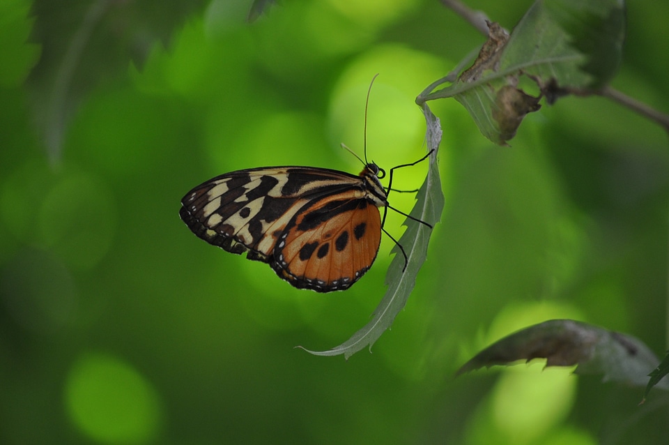 Butterfly insect wing