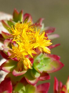Flower plant leaf