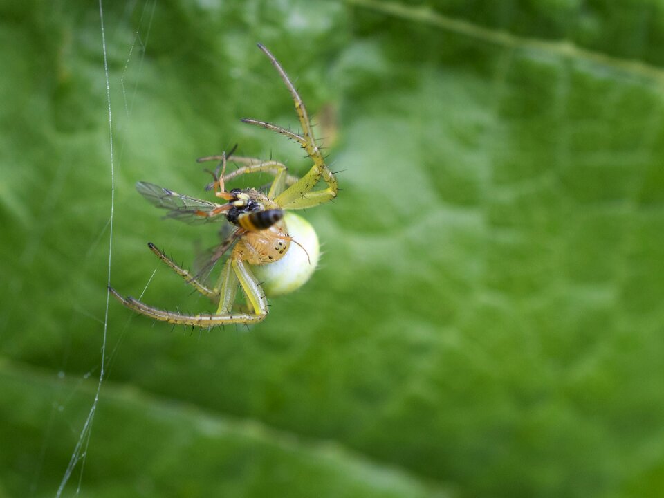 Animal world arachnid close up photo