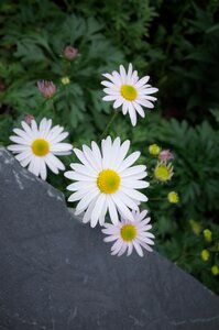 Chrysanthemum flowers nature