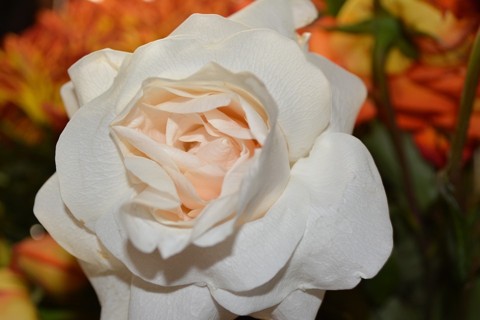 Rose plant blooming
