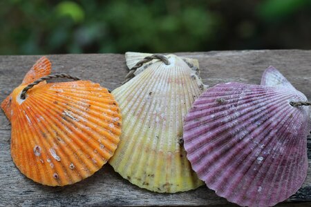 Tropical shellfish scallop photo