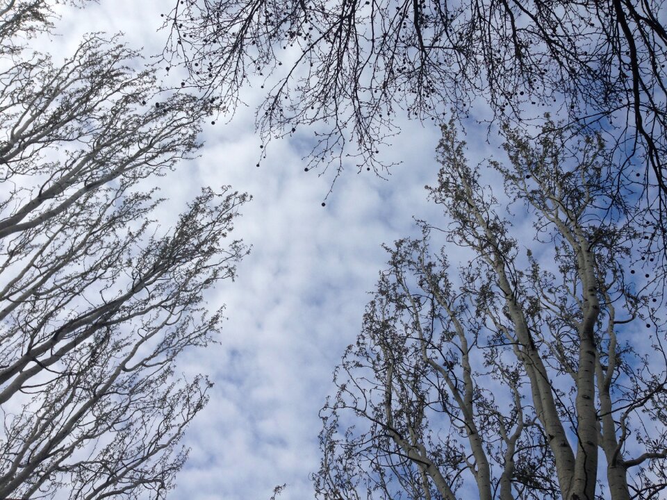 Winter wood snow