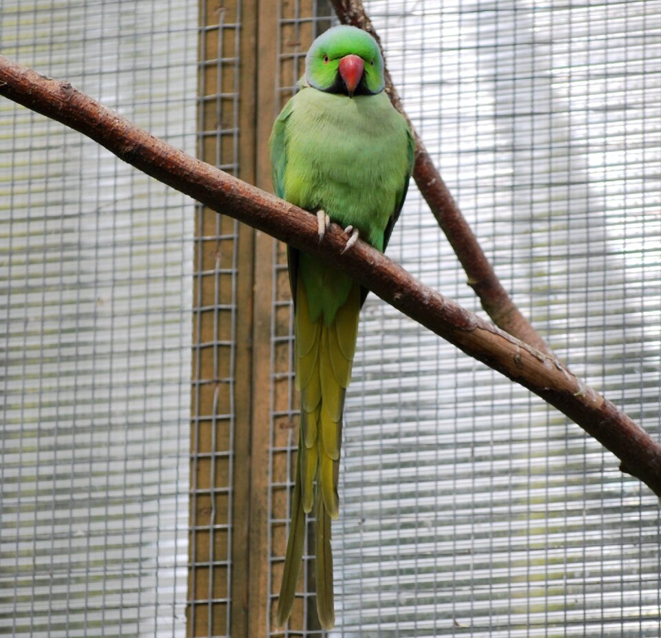 Wildlife feather tropical photo