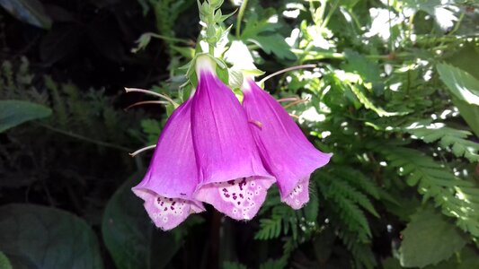 Flower leaf pink