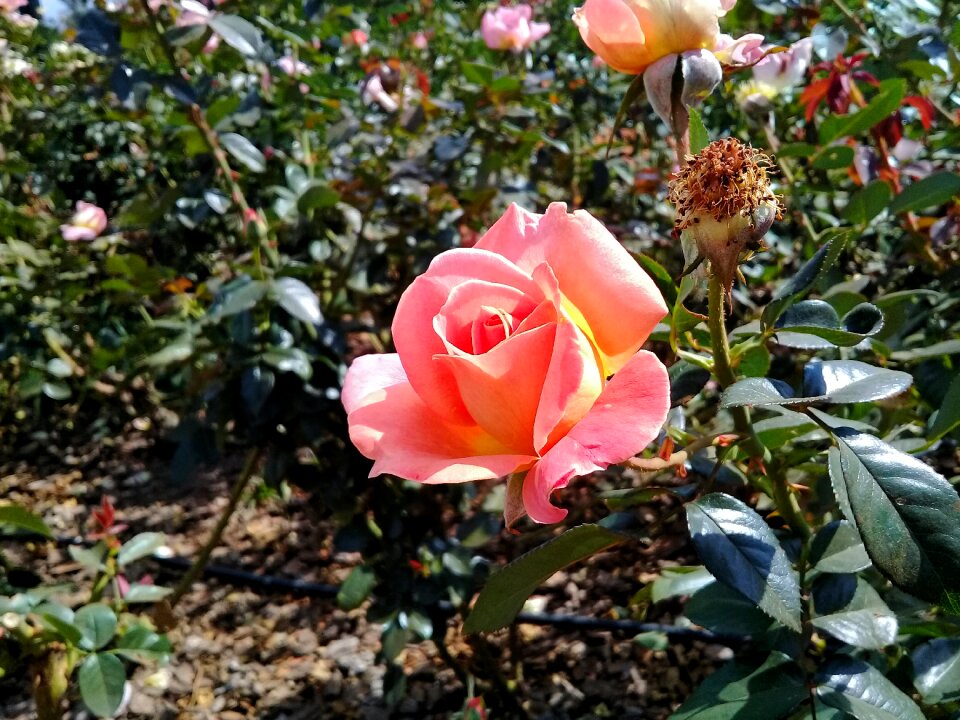 Leaf garden rosa