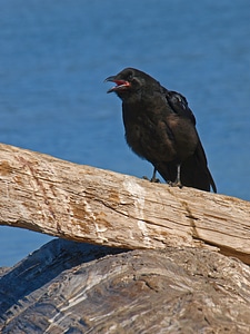 Animal raven nature