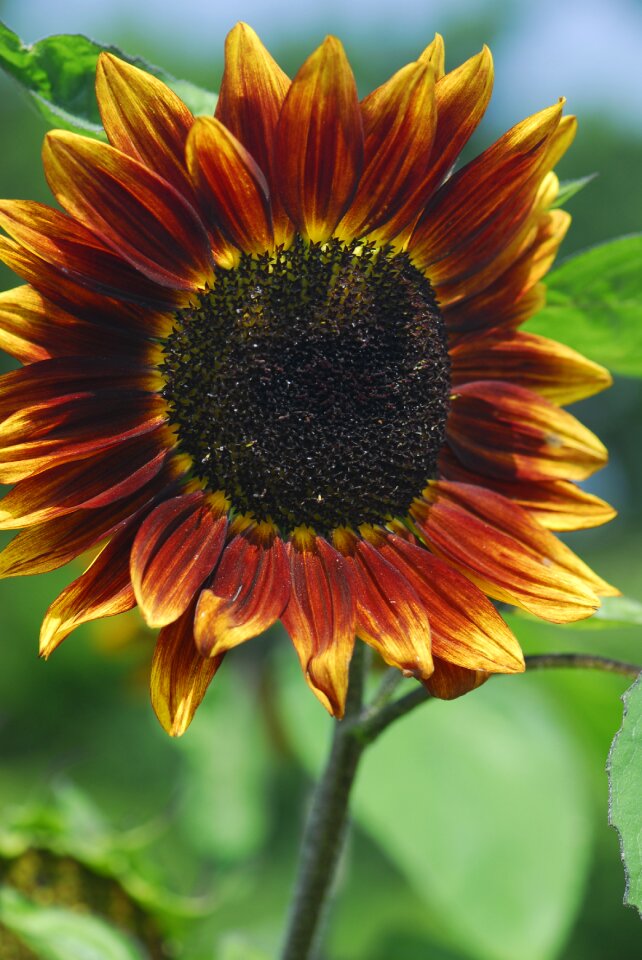 Summer leaf flowers