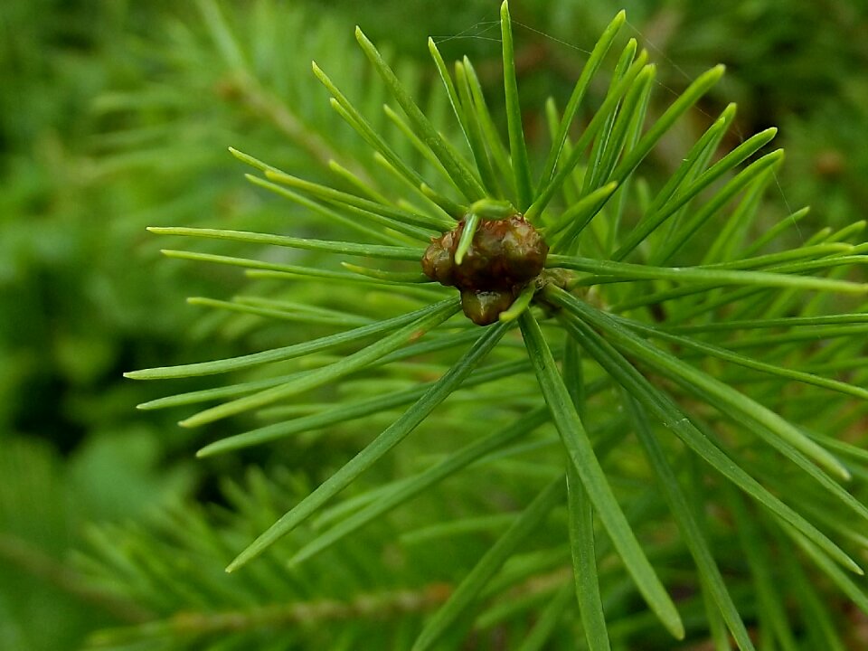 Evergreen branch coniferous tree
