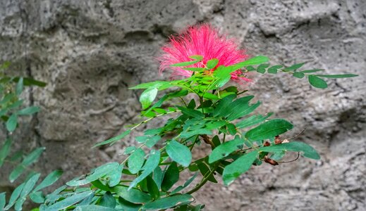 Nature flora leaf photo