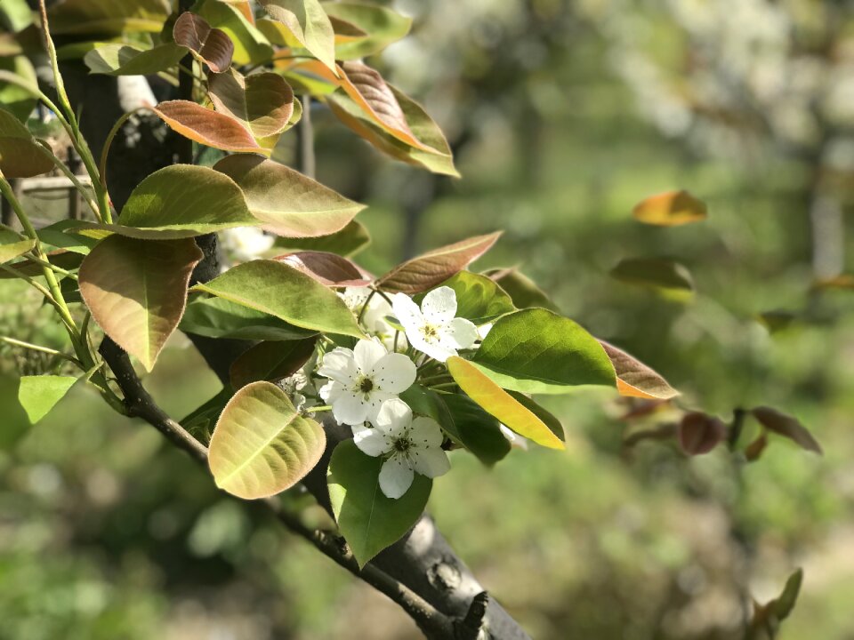 Plant branch flower