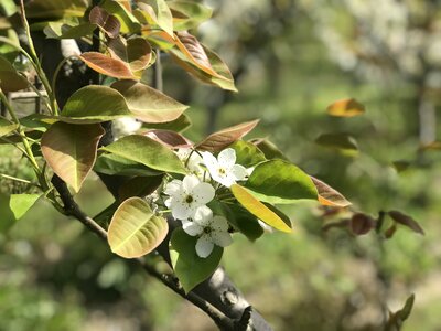 Plant branch flower