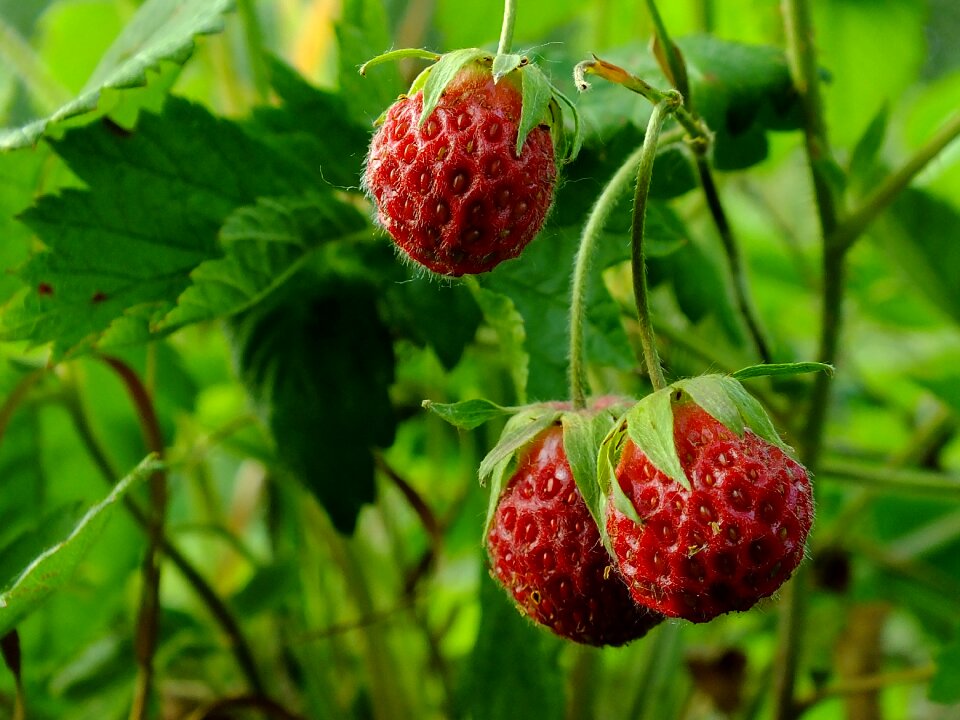 Sheet freshness strawberry