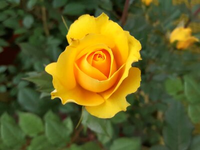 Plants rose nature