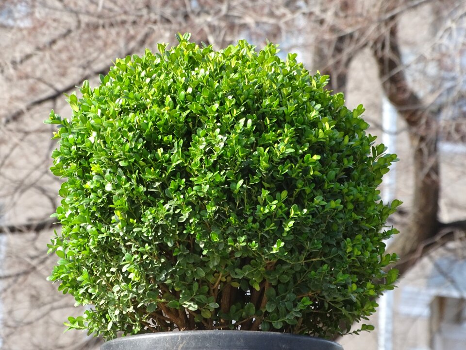 Nature shoots tree