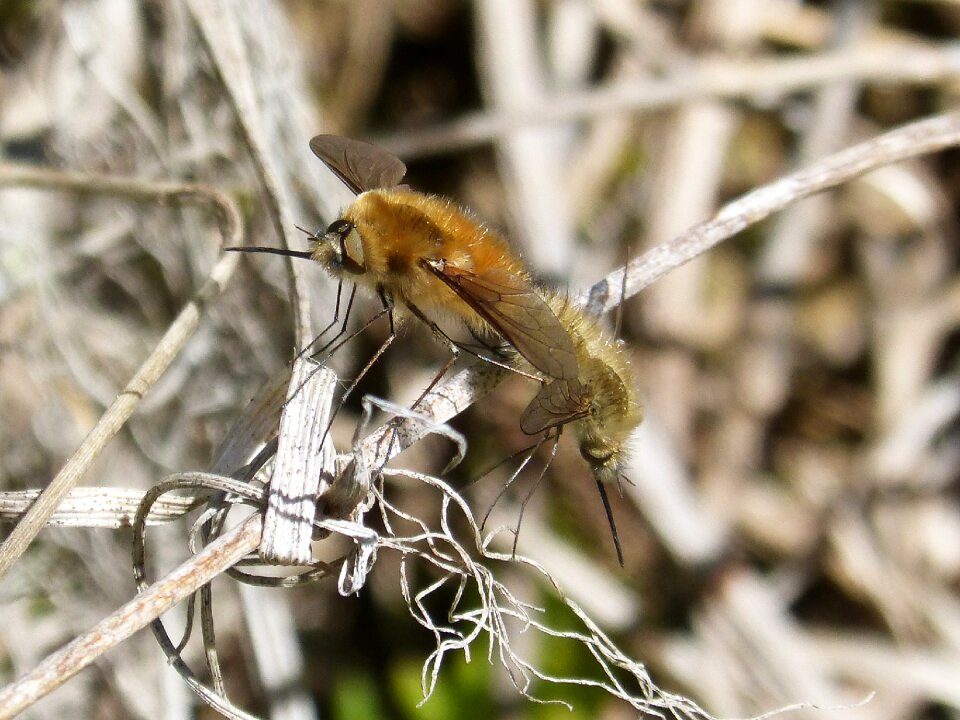 Borinot camp insects copulating bumblebees