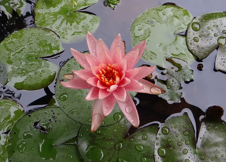 Nymphaeaceae rain soaked madikeri
