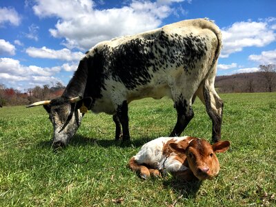 Milk pasture calf photo