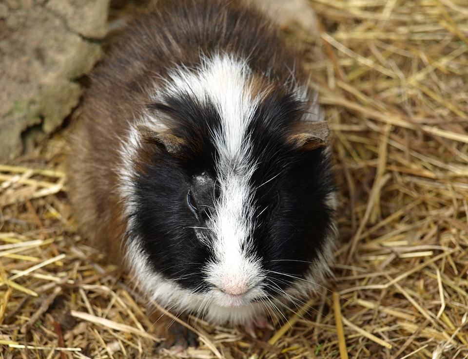Cute rodent small animals