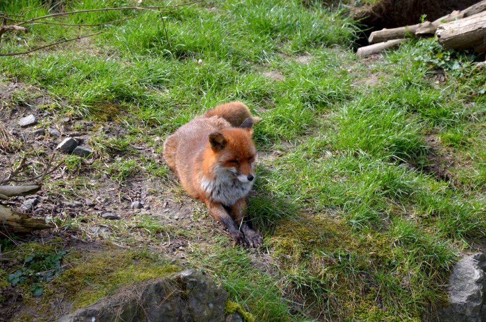 Animal wood animal world