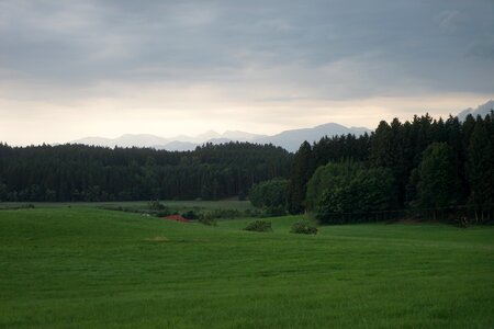 Tree landscape nature photo