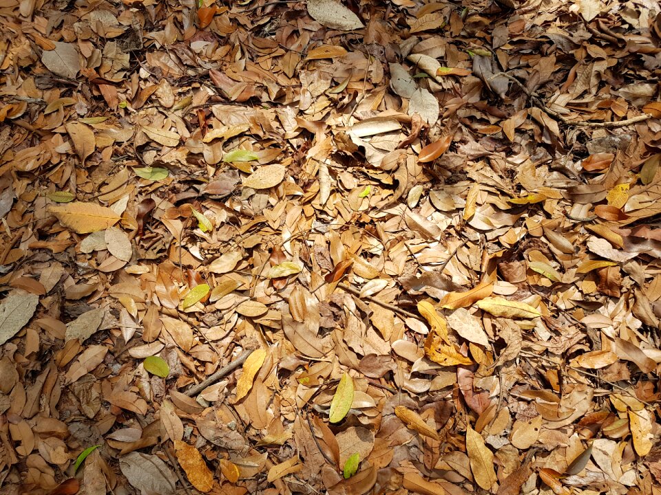 Desktop nature pile