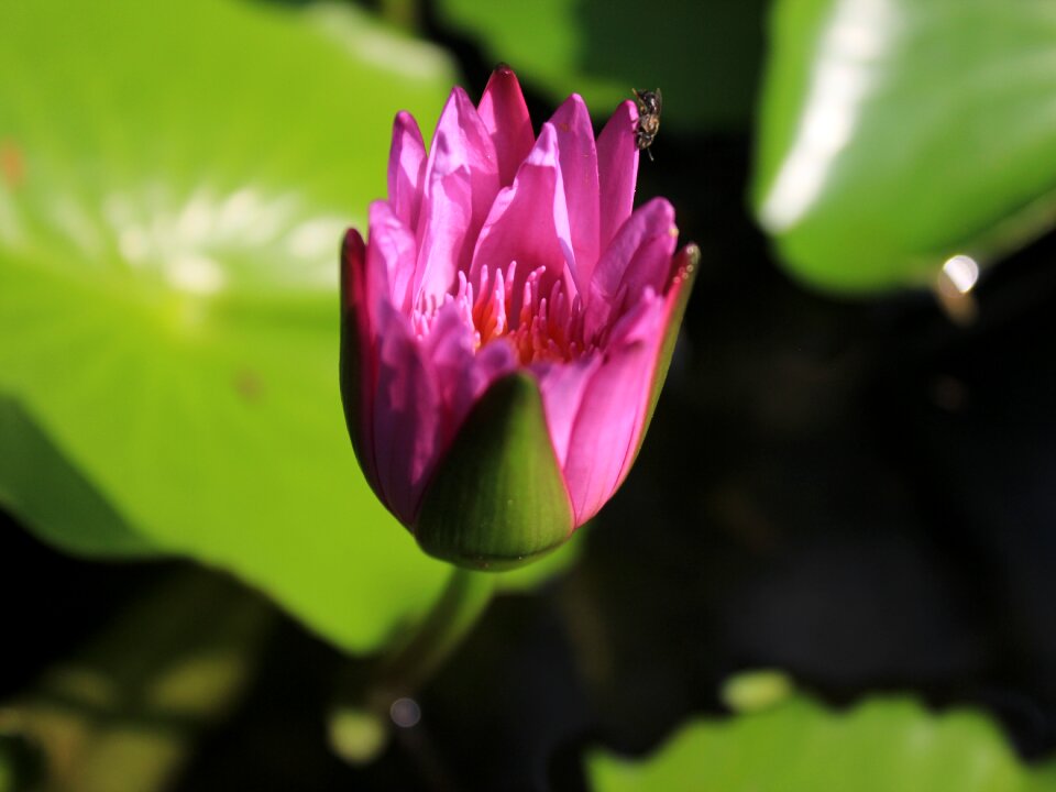 Lotus pink Free photos