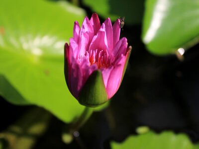 Lotus pink Free photos photo