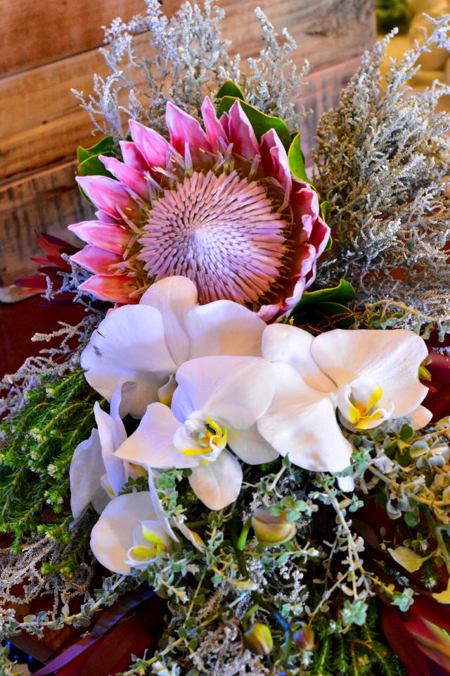 Flower nature flora