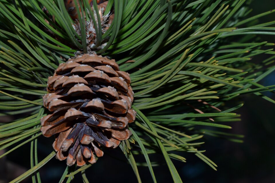Tree nature conifer