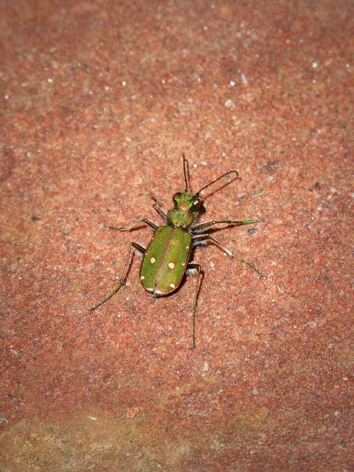 Metallized animalia nature